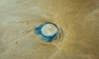 8月12号英仙座流星雨