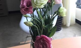 洋桔梗花语是什么 洋桔梗花语是什么