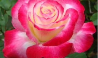 月季花品种介绍 月季花品种介绍