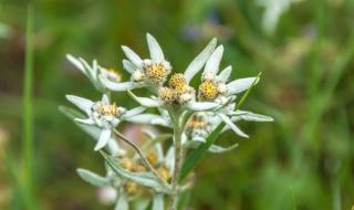 雪绒花歌曲 雪绒花歌曲