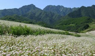 聆听花开的声音 聆听花开的声音