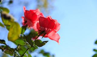 恋爱从告白开始全集 恋爱从告白开始全集