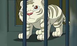 小虎还乡全集 小虎还乡全集